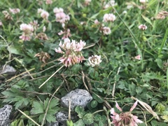 Trifolium repens
