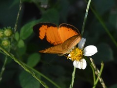 Tegosa anieta