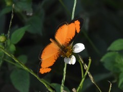 Tegosa anieta