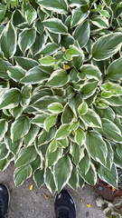 Hosta