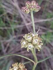 Periglossum mackenii