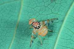 Ceratitis cosyra