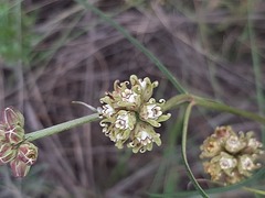 Periglossum mackenii