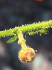 Aphididae