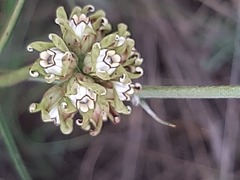 Periglossum mackenii
