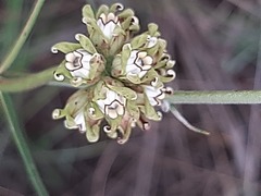Periglossum mackenii