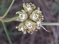 Periglossum mackenii