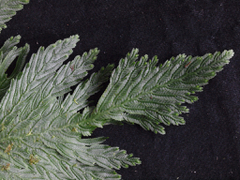 Selaginella anceps