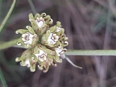 Periglossum mackenii