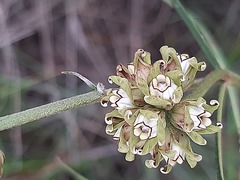 Periglossum mackenii