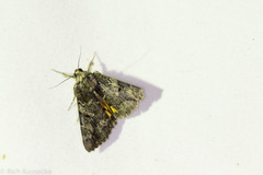 Catocala micronympha