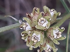 Periglossum mackenii