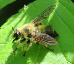 Laphria sacrator
