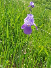Iris pallida cengialtii