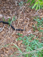 Coluber constrictor image