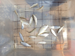 Leiostomus xanthurus