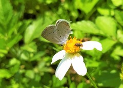 Cupido comyntas texana
