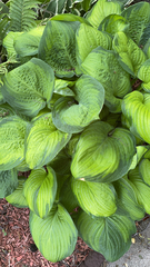 Hosta