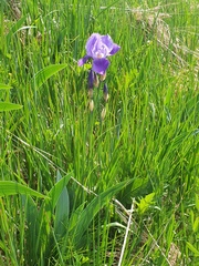 Iris pallida cengialtii