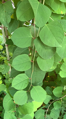 Reynoutria japonica
