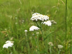 Achillea pannonica