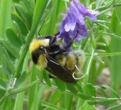 Bombus distinguendus