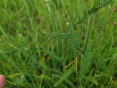 Achillea pannonica