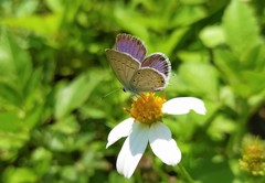 Cupido comyntas texana