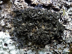 Leptogium brebissonii