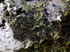 Leptogium brebissonii