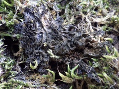 Leptogium brebissonii