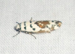 Ethmia abraxasella