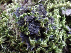 Leptogium brebissonii