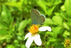 Cupido comyntas texana