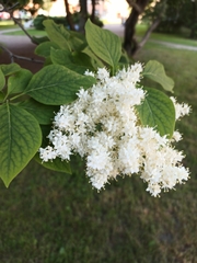 Syringa reticulata