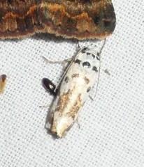 Ethmia abraxasella