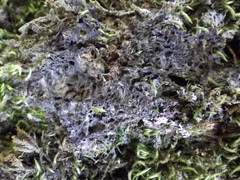 Leptogium brebissonii