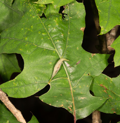 Amphibolips quercuscoelebs