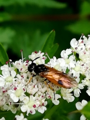 Arge melanochra