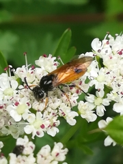 Arge melanochra
