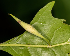 Amphibolips quercuscoelebs