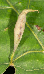 Amphibolips quercuscoelebs