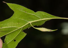 Amphibolips quercuscoelebs