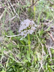 Valeriana capitata