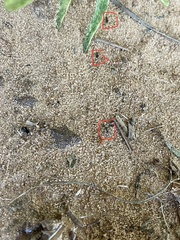 Brachymyrmex patagonicus