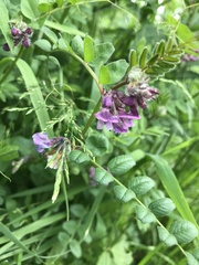 Vicia sepium