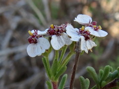Eriocephalus macroglossus