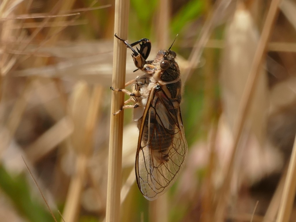Hilaphura varipes
