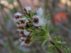 Eriocephalus macroglossus