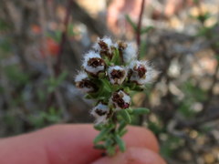 Eriocephalus macroglossus